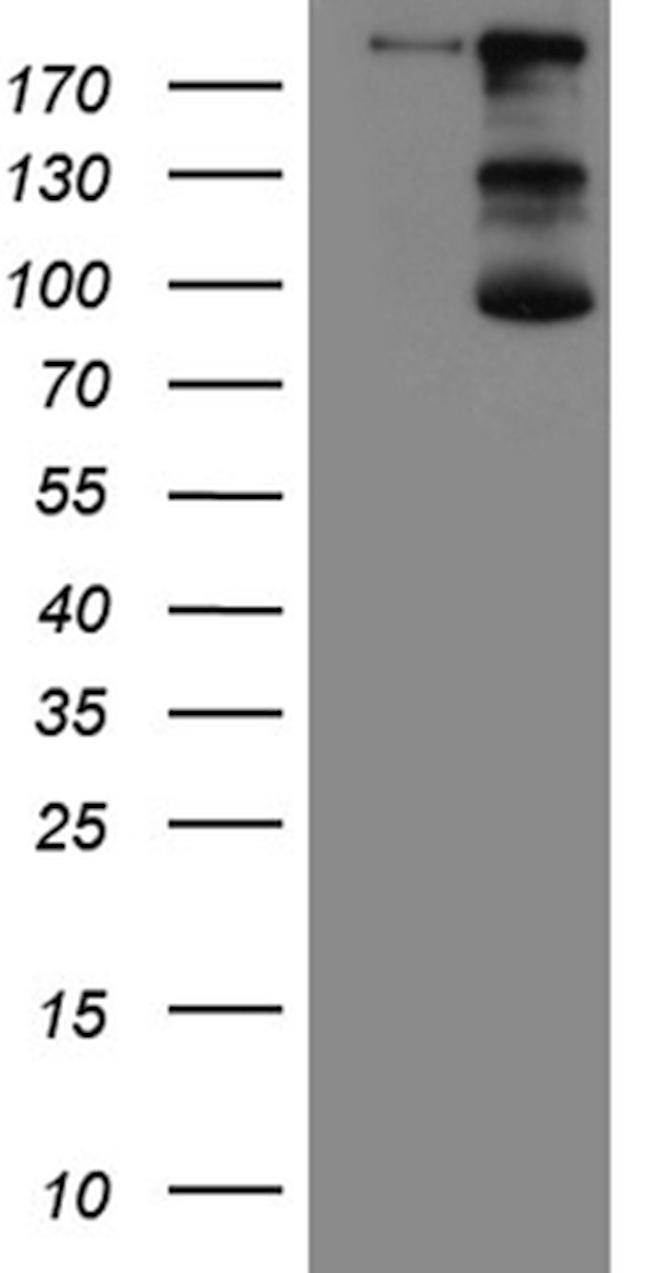 IQGAP1 Antibody in Western Blot (WB)