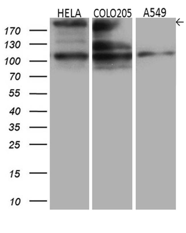 IQGAP1 Antibody in Western Blot (WB)