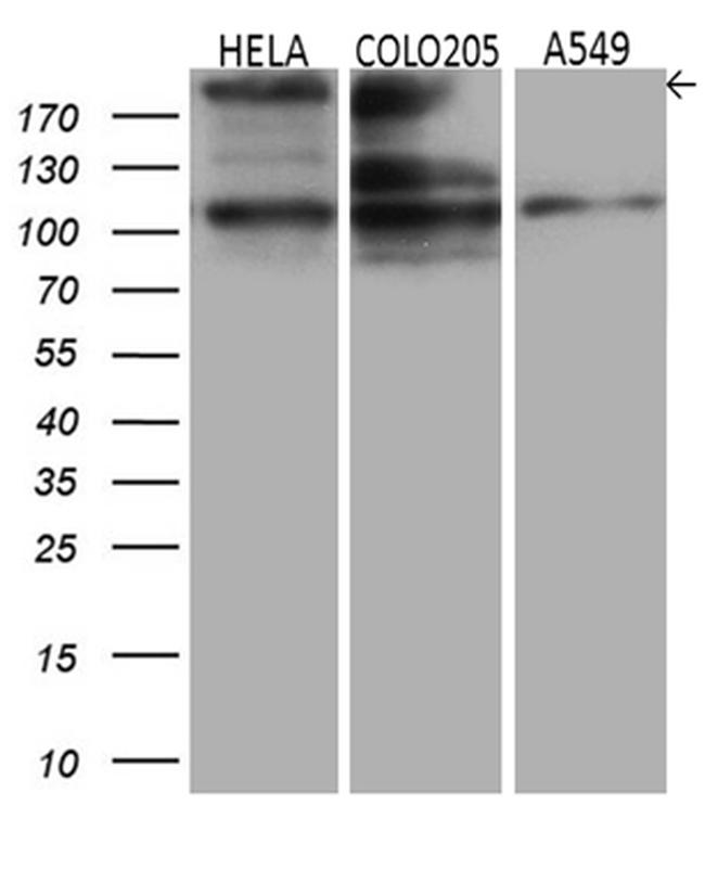 IQGAP1 Antibody in Western Blot (WB)