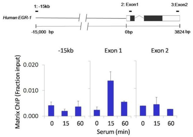 IRAK1 Antibody in ChIP Assay (ChIP)