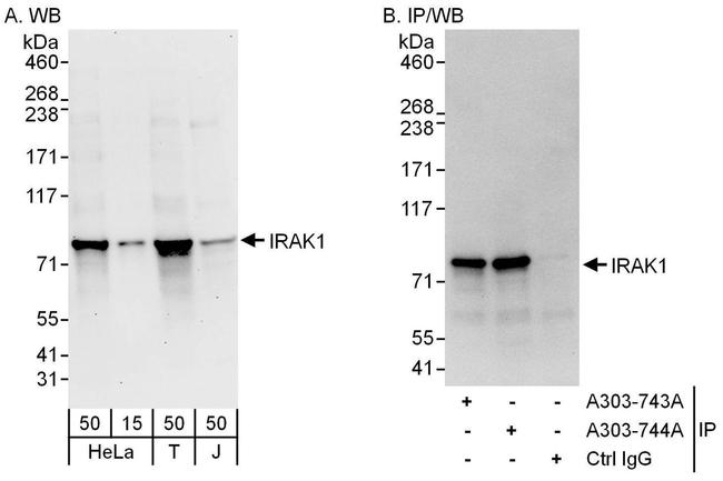 IRAK1 Antibody in Western Blot (WB)