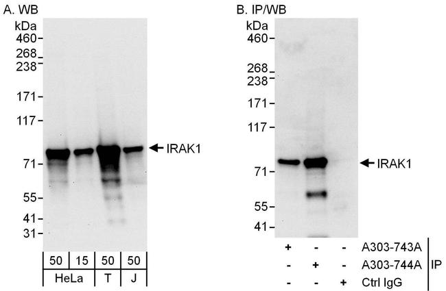 IRAK1 Antibody in Western Blot (WB)