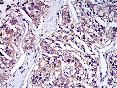 IRAK4 Antibody in Immunohistochemistry (Paraffin) (IHC (P))