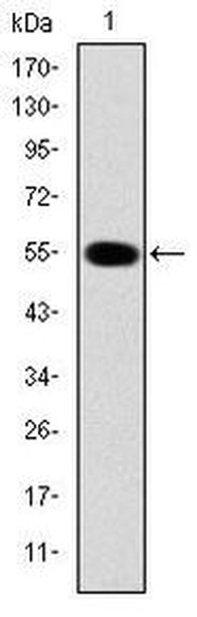 IRAK4 Antibody in Western Blot (WB)