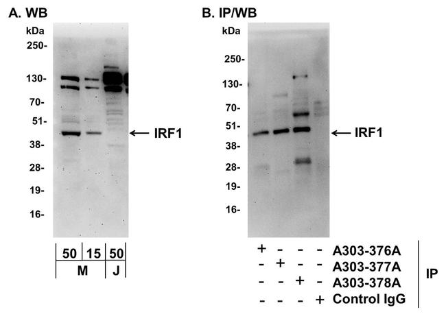 IRF1 Antibody in Western Blot (WB)