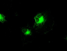 IRF3 Antibody in Immunocytochemistry (ICC/IF)