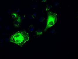 IRF3 Antibody in Immunocytochemistry (ICC/IF)