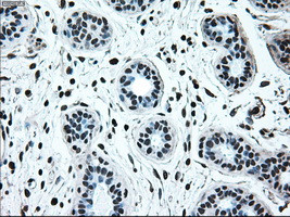 IRF3 Antibody in Immunohistochemistry (Paraffin) (IHC (P))