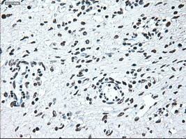 IRF3 Antibody in Immunohistochemistry (Paraffin) (IHC (P))