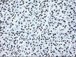 IRF3 Antibody in Immunohistochemistry (Paraffin) (IHC (P))