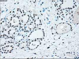 IRF3 Antibody in Immunohistochemistry (Paraffin) (IHC (P))