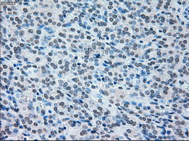 IRF3 Antibody in Immunohistochemistry (Paraffin) (IHC (P))