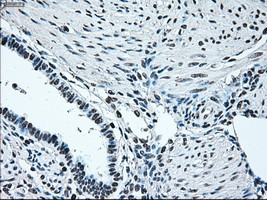 IRF3 Antibody in Immunohistochemistry (Paraffin) (IHC (P))