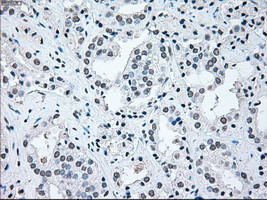 IRF3 Antibody in Immunohistochemistry (Paraffin) (IHC (P))