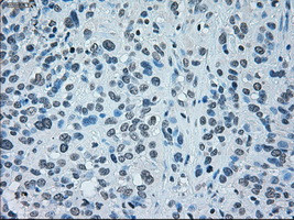 IRF3 Antibody in Immunohistochemistry (Paraffin) (IHC (P))