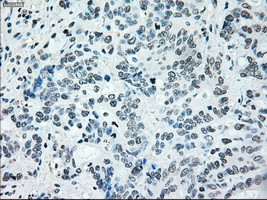 IRF3 Antibody in Immunohistochemistry (Paraffin) (IHC (P))