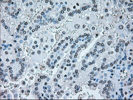 IRF3 Antibody in Immunohistochemistry (Paraffin) (IHC (P))