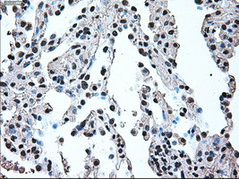 IRF3 Antibody in Immunohistochemistry (Paraffin) (IHC (P))