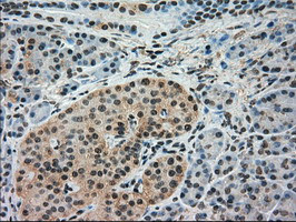 IRF3 Antibody in Immunohistochemistry (Paraffin) (IHC (P))