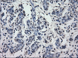 IRF3 Antibody in Immunohistochemistry (Paraffin) (IHC (P))