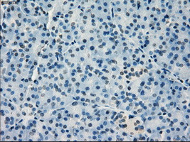 IRF3 Antibody in Immunohistochemistry (Paraffin) (IHC (P))