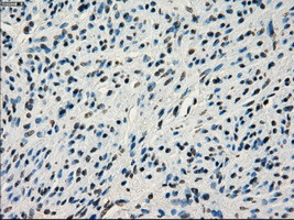 IRF3 Antibody in Immunohistochemistry (Paraffin) (IHC (P))