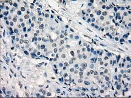 IRF3 Antibody in Immunohistochemistry (Paraffin) (IHC (P))