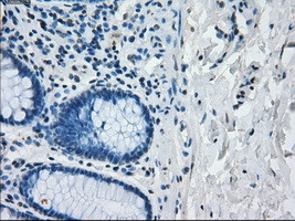 IRF3 Antibody in Immunohistochemistry (Paraffin) (IHC (P))