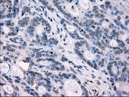 IRF3 Antibody in Immunohistochemistry (Paraffin) (IHC (P))