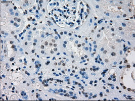 IRF3 Antibody in Immunohistochemistry (Paraffin) (IHC (P))