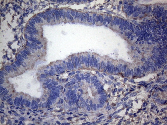 IRF3 Antibody in Immunohistochemistry (Paraffin) (IHC (P))