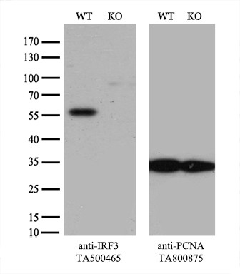 IRF3 Antibody