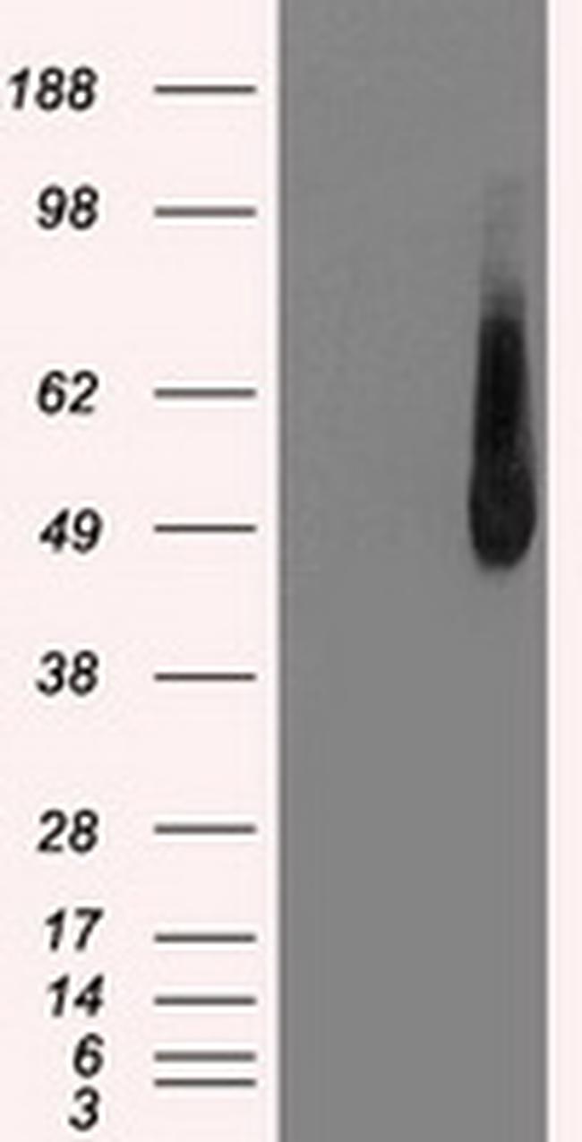 IRF3 Antibody in Western Blot (WB)