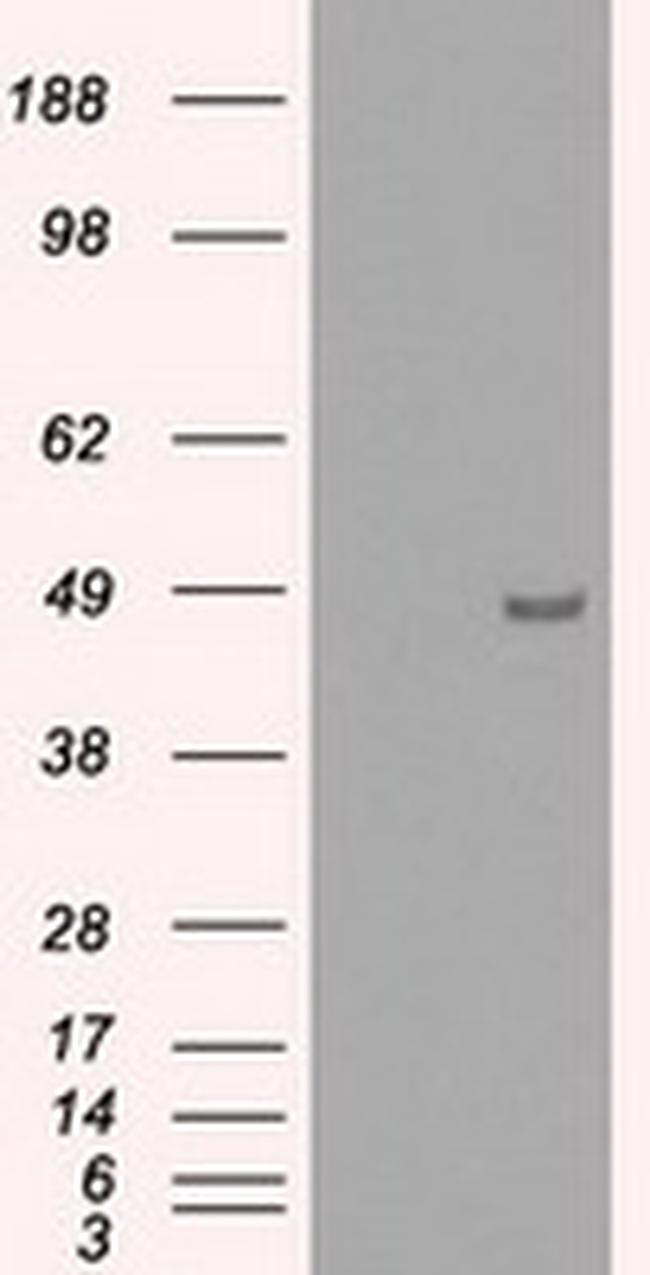 IRF3 Antibody in Western Blot (WB)