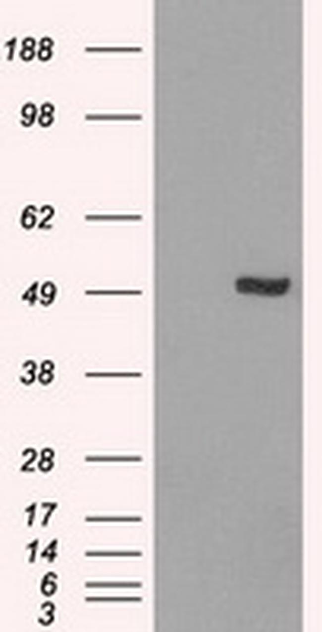 IRF3 Antibody in Western Blot (WB)