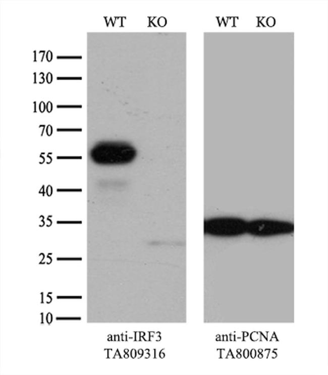 IRF3 Antibody in Western Blot (WB)