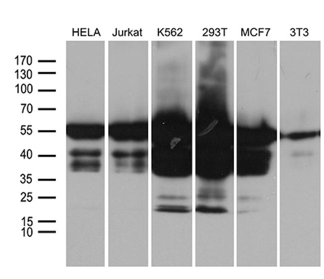 IRF3 Antibody in Western Blot (WB)