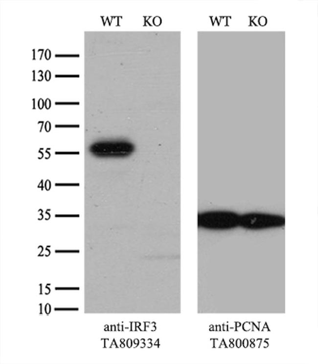 IRF3 Antibody in Western Blot (WB)