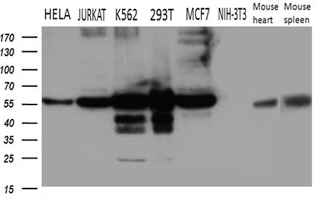 IRF3 Antibody in Western Blot (WB)