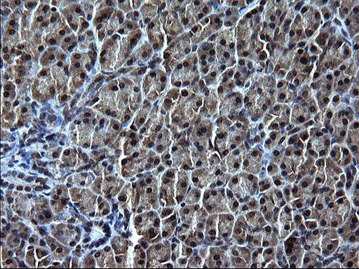 IRF5 Antibody in Immunohistochemistry (Paraffin) (IHC (P))