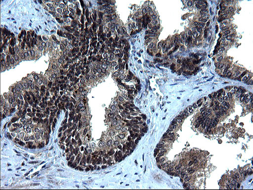 IRF5 Antibody in Immunohistochemistry (Paraffin) (IHC (P))