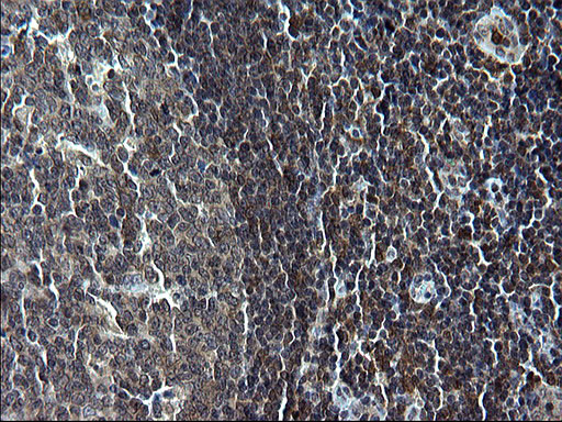 IRF5 Antibody in Immunohistochemistry (Paraffin) (IHC (P))