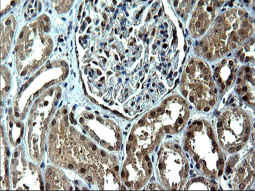 IRF5 Antibody in Immunohistochemistry (Paraffin) (IHC (P))