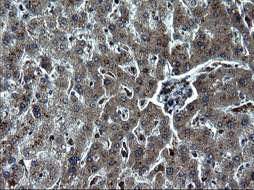 IRF5 Antibody in Immunohistochemistry (Paraffin) (IHC (P))