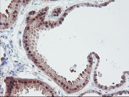 IRF6 Antibody in Immunohistochemistry (Paraffin) (IHC (P))