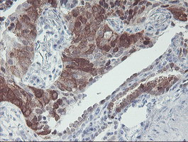 IRF6 Antibody in Immunohistochemistry (Paraffin) (IHC (P))