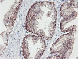 IRF6 Antibody in Immunohistochemistry (Paraffin) (IHC (P))