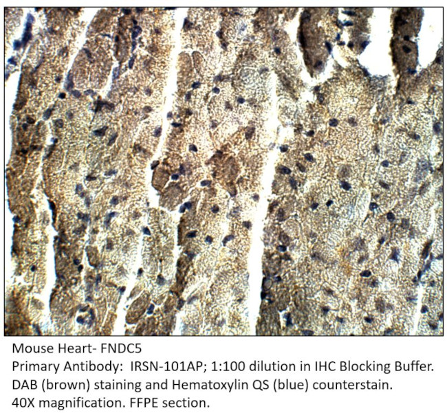 FNDC5 Antibody in Immunohistochemistry (IHC)