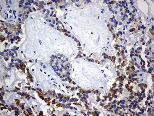 ISCU Antibody in Immunohistochemistry (Paraffin) (IHC (P))