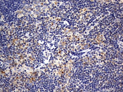 ISCU Antibody in Immunohistochemistry (Paraffin) (IHC (P))